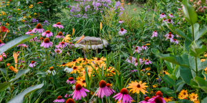 Photo: Perennial Garden